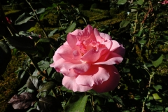 DSC05328